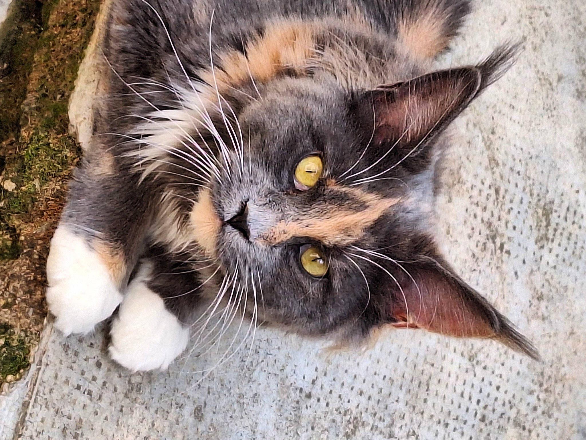 Kokie participe au concours pour gagner de l'argent avec cette photo : black_cat, carnivore, cat, claw, domestic_short_haired_cat, felidae, foot, fur, grass, paw, small_to_medium_sized_cats, snout, tail, terrestrial_animal, whiskers