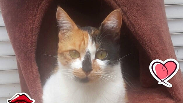 Tracy participe au concours pour gagner de l'argent avec cette photo : aegean_cat, asian, carnivore, cat, domestic_short_haired_cat, european_shorthair, felidae, kitten, mammal, photo_caption, polydactyl_cat, small_to_medium_sized_cats, whiskers