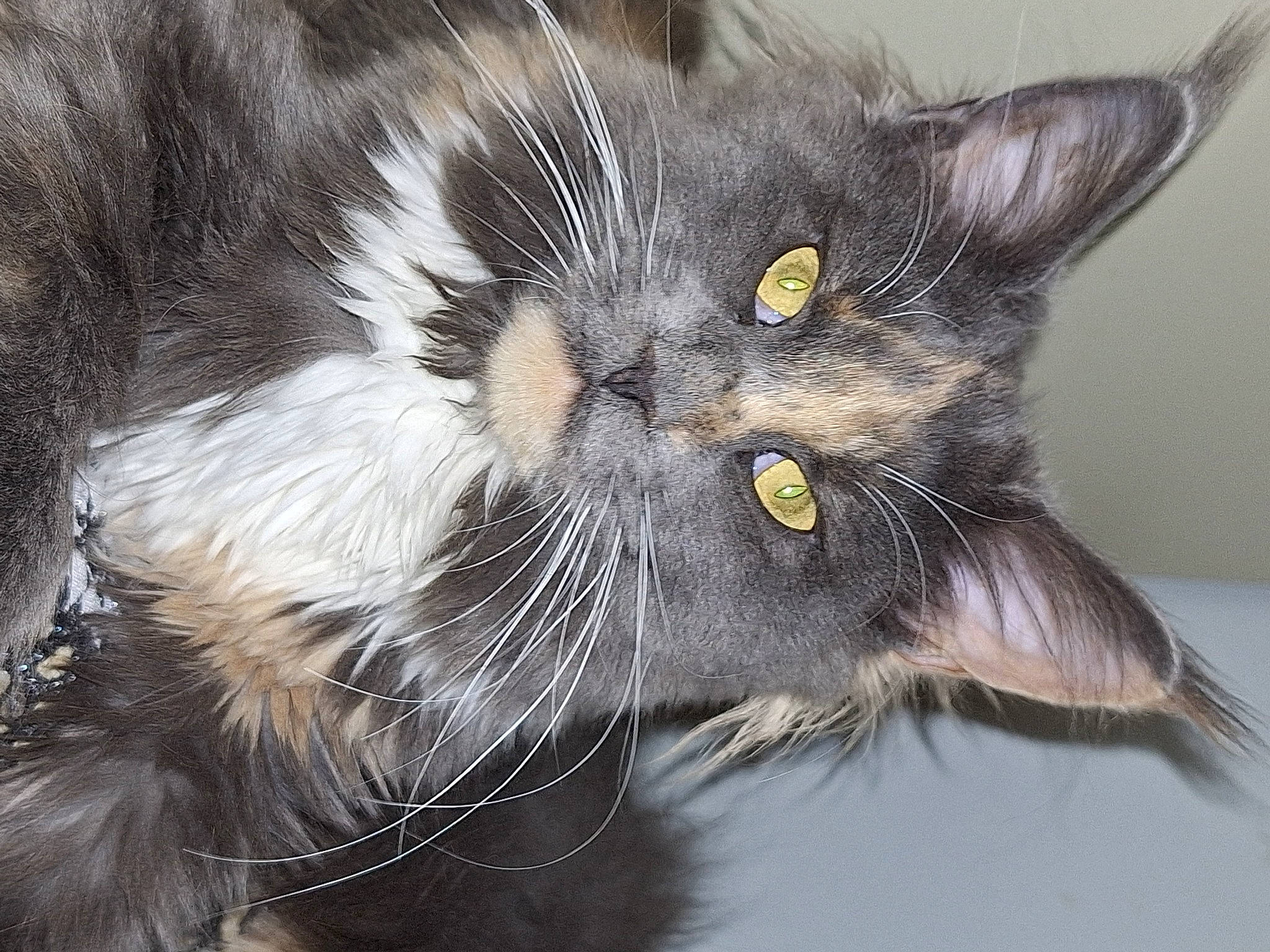 Tracy participe au concours pour gagner de l'argent avec cette photo : black_cat, carnivore, cat, claw, domestic_short_haired_cat, ear, eye, felidae, fur, hair, head, paw, small_to_medium_sized_cats, snout, tail, terrestrial_animal, whiskers, wildlife