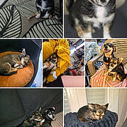 Rubie a rejoint le concours — aidez-le/la à gagner de superbes lots ! animal, black_dog, blanket, brown_cushion, chair, chihuahua, companion, couch, cute, dog, fur, home, indoor, pet, playing, puppy, resting, sleeping, small_dog, yellow_blanket