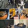 animal, black_dog, blanket, brown_cushion, chair, chihuahua, companion, couch, cute, dog, fur, home, indoor, pet, playing, puppy, resting, sleeping, small_dog, yellow_blanket