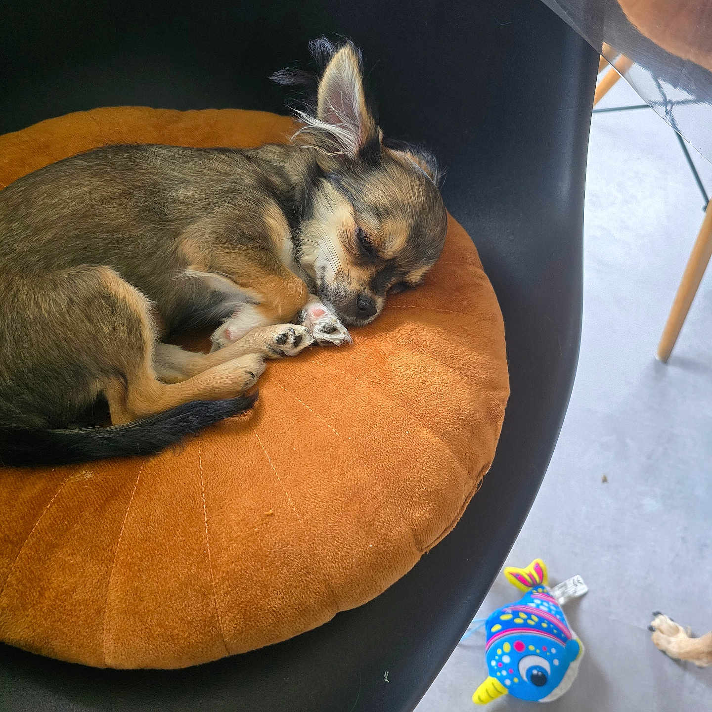 Ruby participe au concours pour gagner de l'argent avec cette photo : animal, ball, canine, cat, chihuahua, clothing, couch, cushion, dog, furniture, hat, homedecor, husky, person, pet, puppy, sleeping, sport, tennis, tennisball