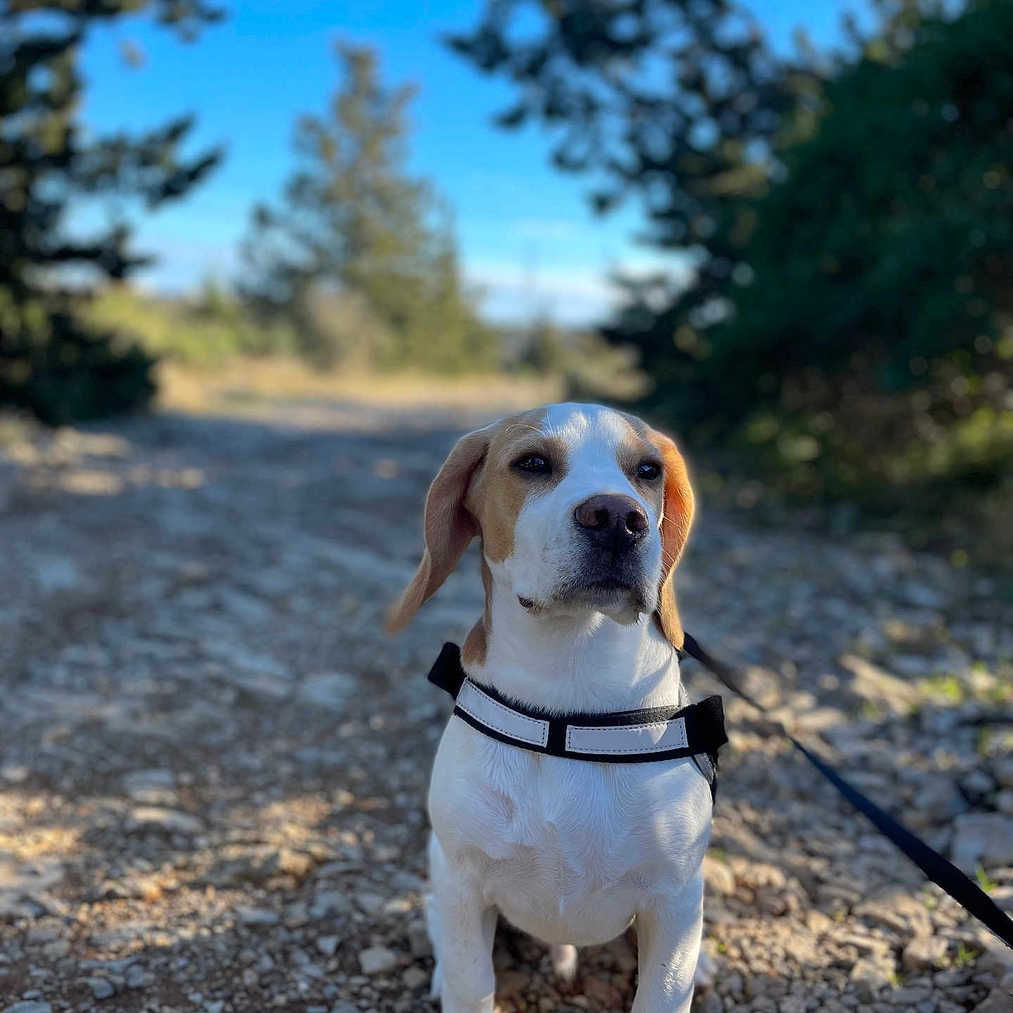 Vookie participe au concours pour gagner de l'argent avec cette photo : accessories, animal, beagle, canine, dog, gravel, grove, hound, land, leash, outdoors, pet, plant, puppy, road, rock, soil, strap, tree, vegetation