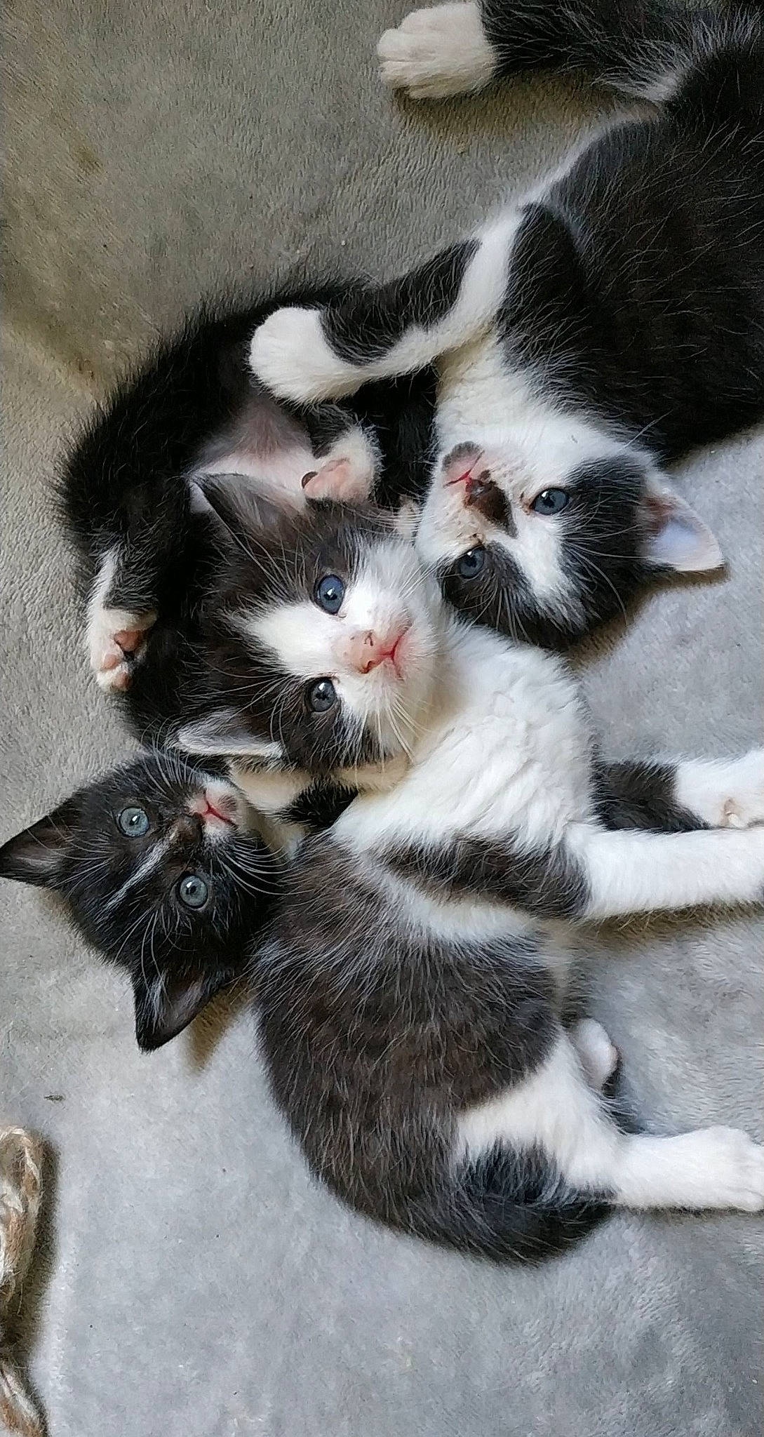 Pistache participe au concours pour gagner de l'argent avec cette photo : american_wirehair, black_and_white, carnivore, cat, claw, domestic_short_haired_cat, european_shorthair, felidae, fur, kitten, mammal, norwegian_forest_cat, paw, polydactyl_cat, small_to_medium_sized_cats, tail, vertebrate, whiskers