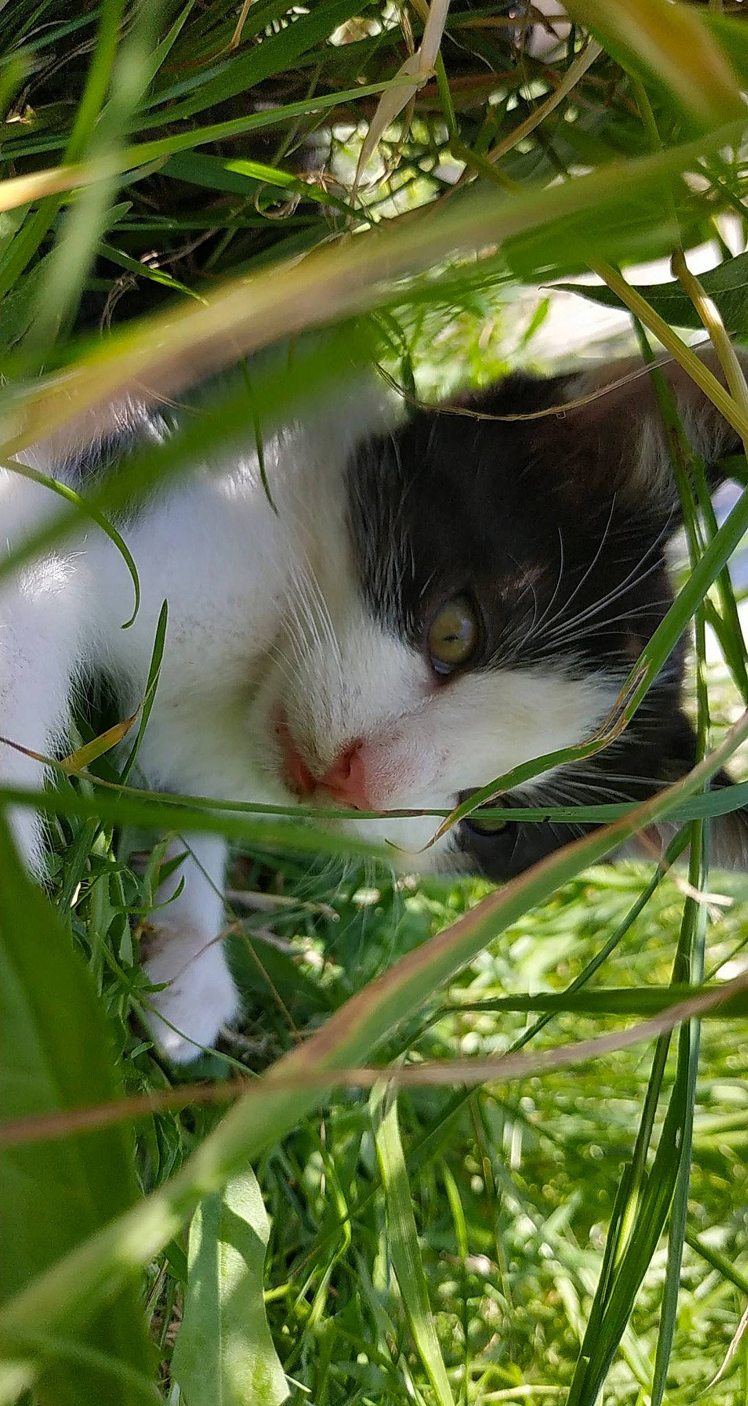 Pistache a rejoint le concours — aidez-le/la à gagner de superbes lots ! botany, carnivore, cat, domestic_short_haired_cat, eye, felidae, fur, grass, grass_family, green, herbaceous_plant, plant, small_to_medium_sized_cats, snout, tree, whiskers