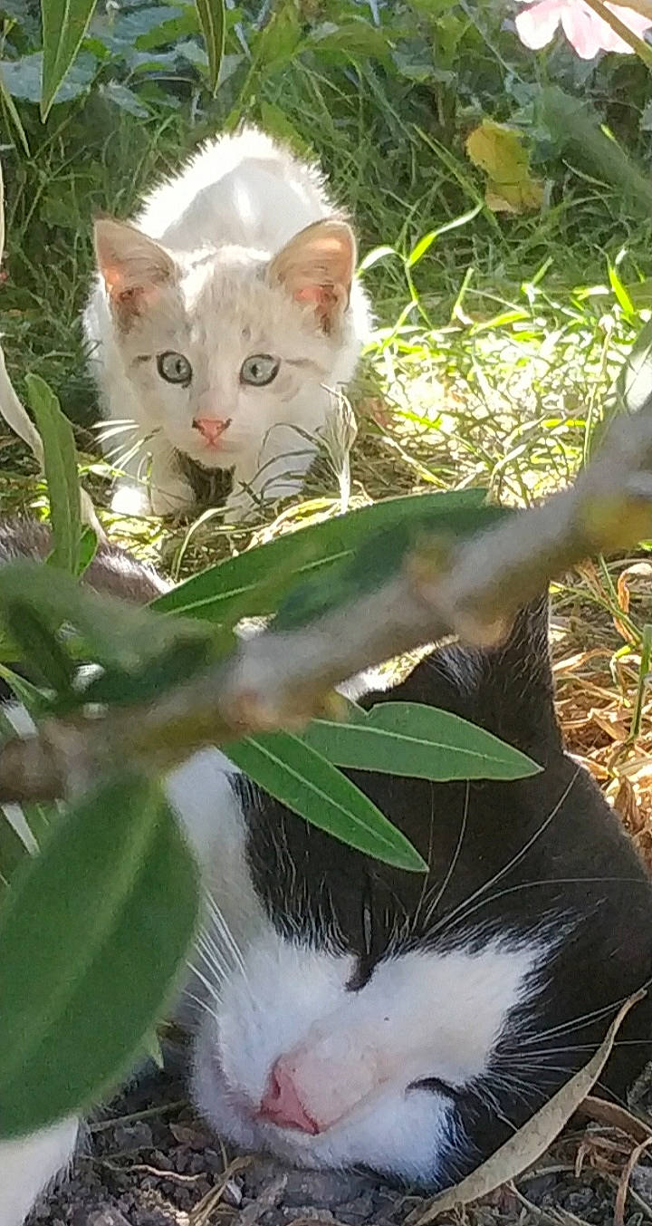Nala participe au concours pour gagner de l'argent avec cette photo : aegean_cat, american_wirehair, carnivore, cat, domestic_short_haired_cat, eye, felidae, german_rex, grass, khao_manee, mammal, plant, small_to_medium_sized_cats, turkish_angora, turkish_van, whiskers
