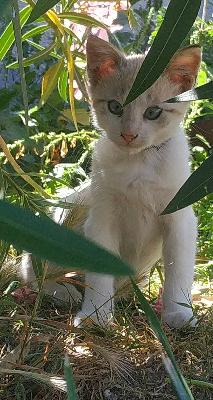 Nala a rejoint le concours — aidez-le/la à gagner de superbes lots ! aegean_cat, carnivore, cat, domestic_short_haired_cat, felidae, german_rex, javanese, khao_manee, mammal, oriental_longhair, plant, small_to_medium_sized_cats, turkish_angora, turkish_van, whiskers