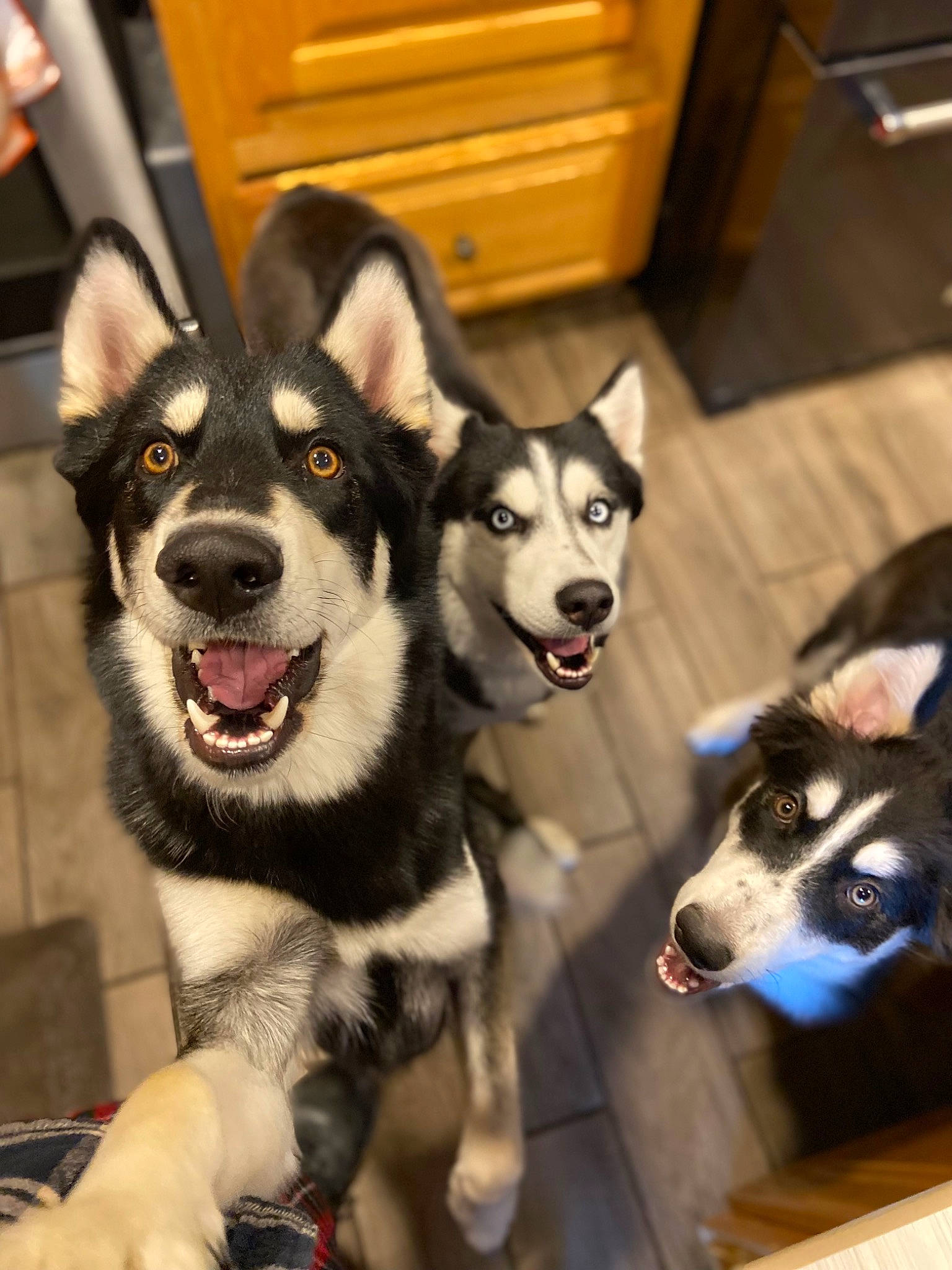 Zeus is registered to the contest to win money with this photo: box, cabinetry, canidae, carnivore, chest_of_drawers, collar, companion_dog, dog, dog_breed, dog_collar, drawer, fur, leash, recreation, siberian_husky, sled_dog, snout, sporting_group, working_animal, working_dog