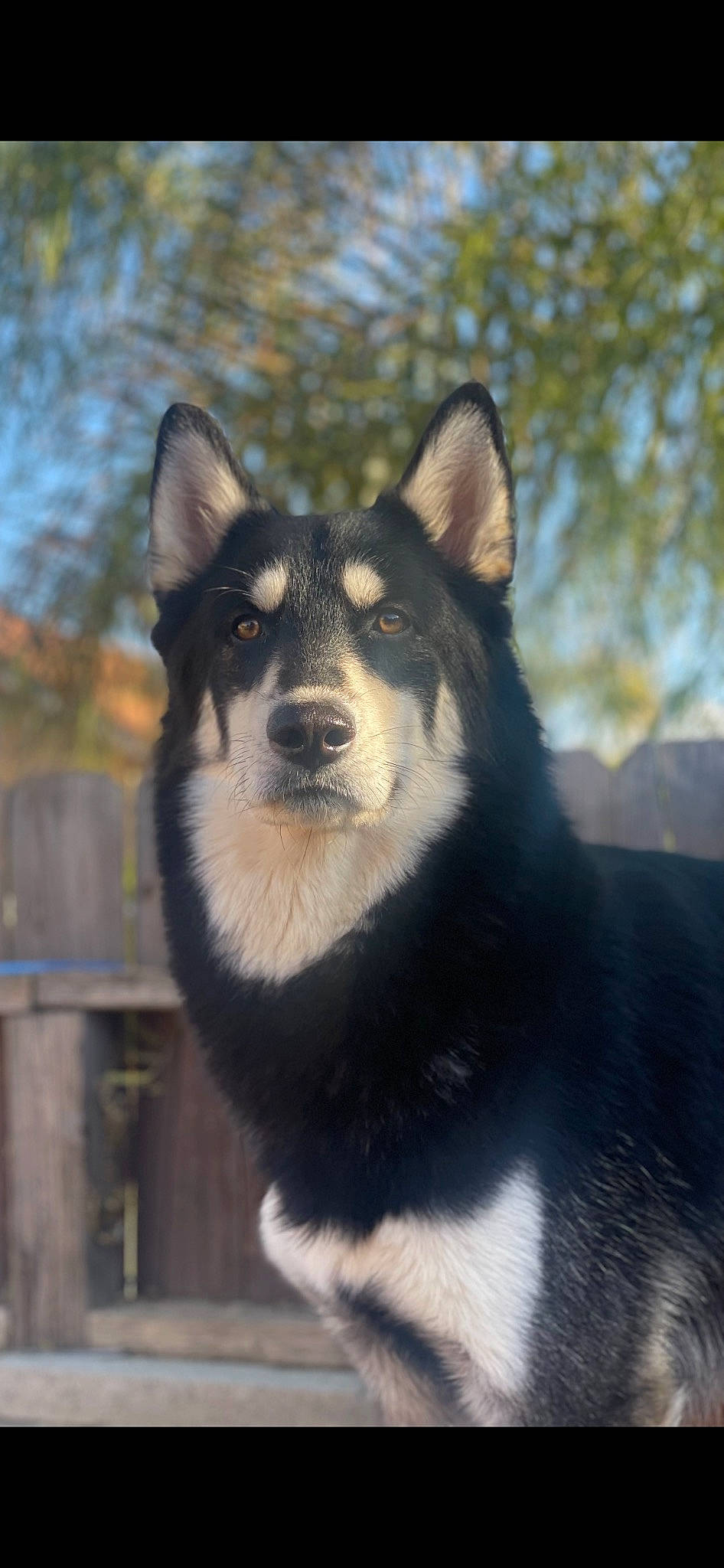 Zeus is registered to the contest to win money with this photo: ancient_dog_breeds, canidae, canis, carnivore, companion_dog, dog, dog_breed, fur, non_sporting_group, sled_dog, snout, sporting_group, terrestrial_animal, tree, whiskers, wildlife, winter, wolf, working_animal, working_dog