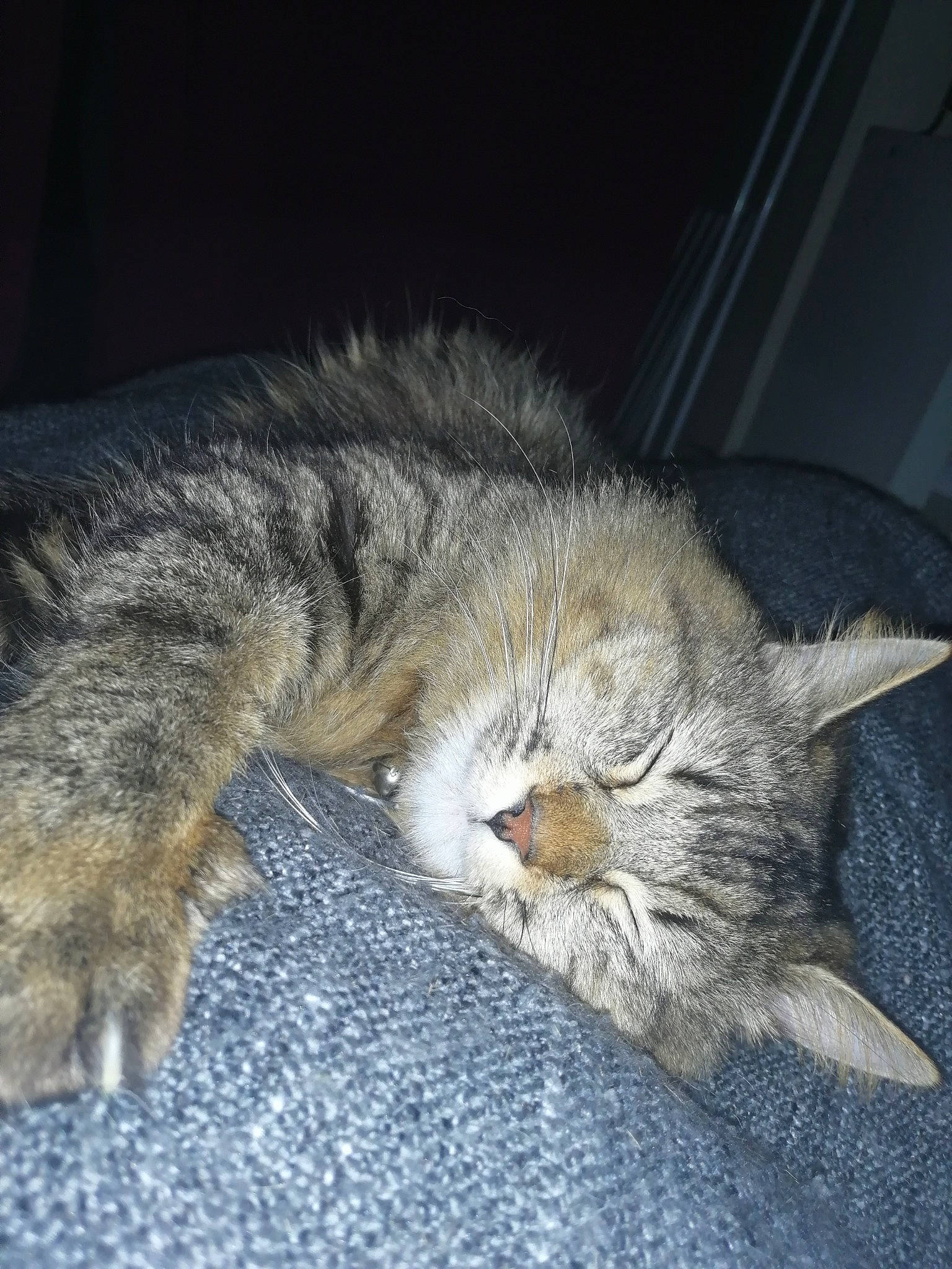 Mano a rejoint le concours — aidez-le/la à gagner de superbes lots ! asian, british_semi_longhair, carnivore, cat, claw, domestic_short_haired_cat, dragon_li, european_shorthair, felidae, fur, kitten, mammal, nap, pixie_bob, sleep, small_to_medium_sized_cats, snout, tabby_cat, tail, whiskers