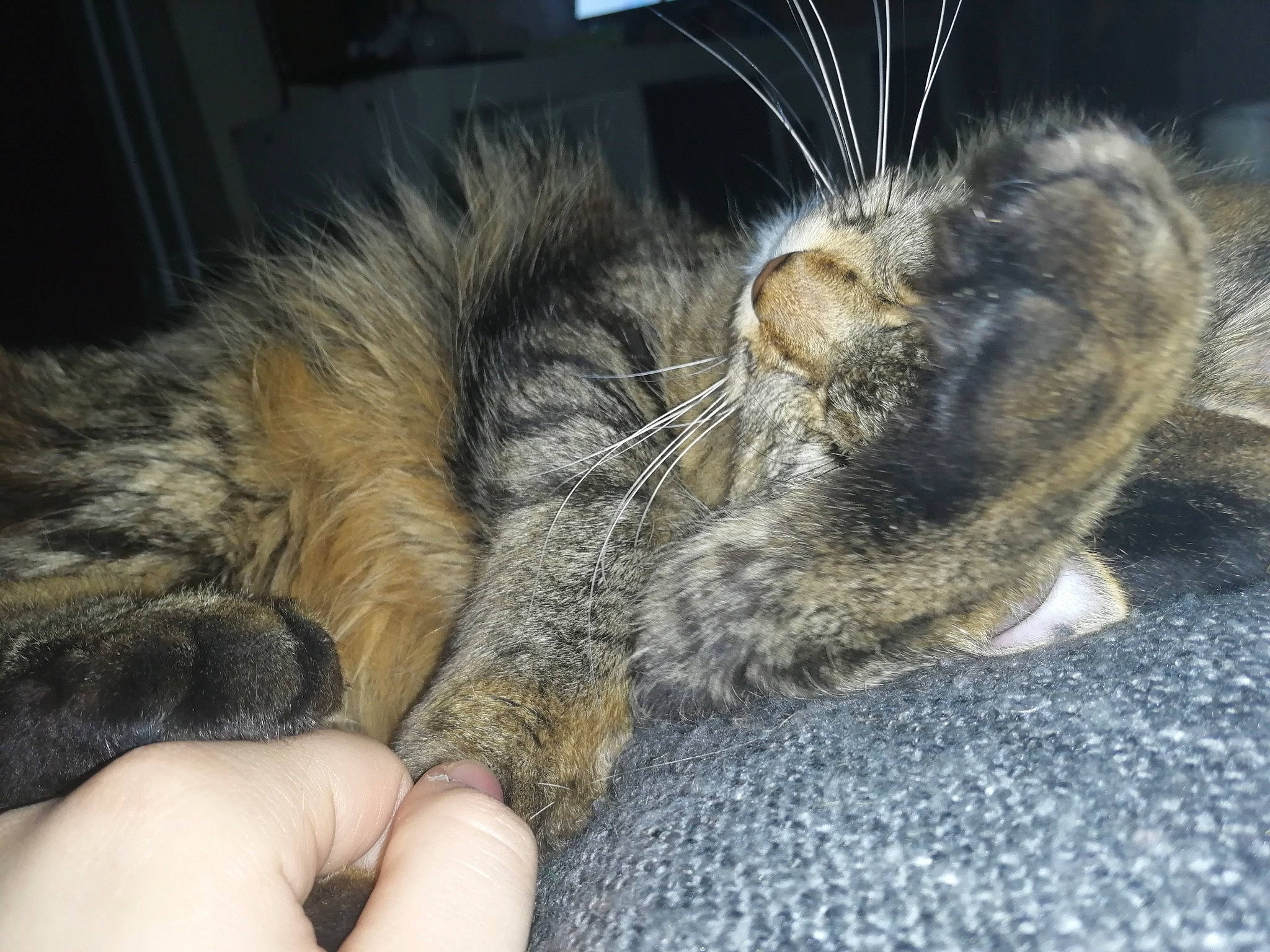 Mano a rejoint le concours — aidez-le/la à gagner de superbes lots ! asian, carnivore, cat, claw, domestic_long_haired_cat, domestic_short_haired_cat, dragon_li, european_shorthair, felidae, fur, kitten, nap, paw, pixie_bob, polydactyl_cat, sleep, small_to_medium_sized_cats, snout, tabby_cat, whiskers