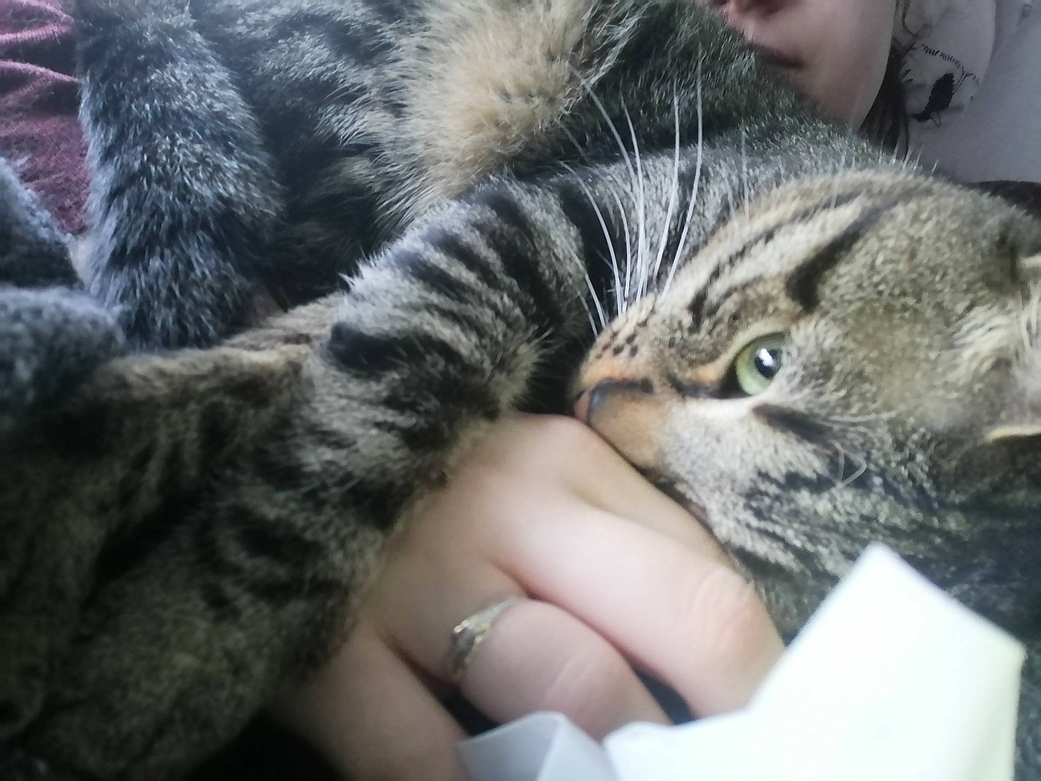 Oréo a rejoint le concours — aidez-le/la à gagner de superbes lots ! american_shorthair, asian, california_spangled, carnivore, cat, domestic_short_haired_cat, dragon_li, egyptian_mau, european_shorthair, felidae, fur, kitten, mammal, nap, pixie_bob, small_to_medium_sized_cats, snout, tabby_cat, vertebrate, whiskers