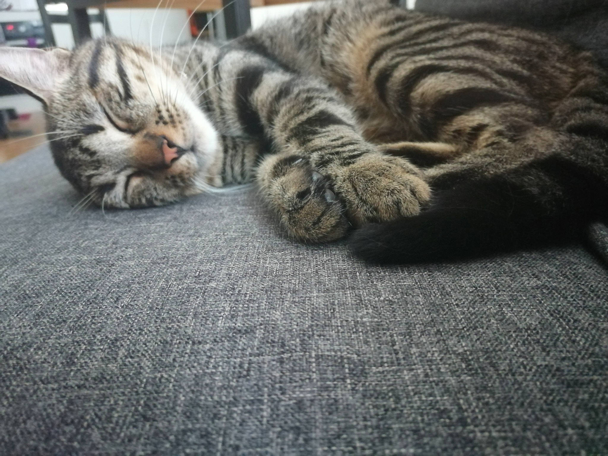 Oréo participe au concours pour gagner de l'argent avec cette photo : american_shorthair, asian, carnivore, cat, domestic_short_haired_cat, dragon_li, european_shorthair, felidae, fur, kitten, mammal, nap, paw, pixie_bob, sky, sleep, small_to_medium_sized_cats, snout, tabby_cat, whiskers