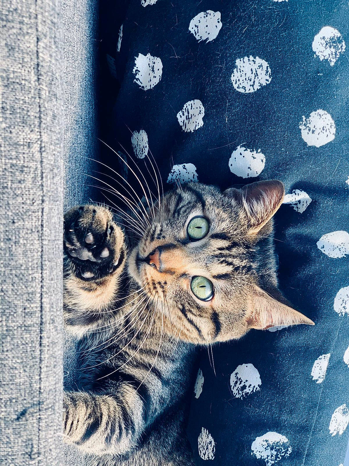 Oréo participe au concours pour gagner de l'argent avec cette photo : carnivore, cat, domestic_short_haired_cat, european_shorthair, felidae, fur, illustration, kitten, paw, pixie_bob, polydactyl_cat, small_to_medium_sized_cats, tabby_cat, tree, whiskers