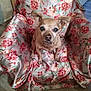 Lola Del Rio is registered to the contest to win money with this photo: dog, small_dog, chair, floral_pattern, fabric, indoor, pet, animal, cute, brown_dog, floor, wood_floor, ears, sitting, portrait, looking_up, cozy, domestic, home, furniture