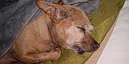 Lola Del Rio is registered to the contest to win money with this photo: dog, sleeping, blanket, paw, nose, ear, fur, rest, cozy, indoors, cushion, brown_dog, pet, relaxation, closeup, comfort, nap, animal, domestic_animal, quiet