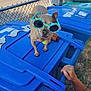 Lola Del Rio is registered to the contest to win money with this photo: dog, sunglasses, blue_bin, recycling_bin, chain_link_fence, hands, outdoor, sunlight, toy, street, car, plastic_bin, pet, small_dog, animal, playful, summer, shadows, person, accessory