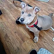 Brewster is registered to the contest to win money with this photo: puppy, dog, pet, floor, wooden_floor, harness, indoor, animal, cute, young_dog, brown_dog, looking_up, ears, nose, tail, flooring, household, domestic_animal, fur, companion
