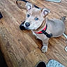 puppy, dog, pet, floor, wooden_floor, harness, indoor, animal, cute, young_dog, brown_dog, looking_up, ears, nose, tail, flooring, household, domestic_animal, fur, companion
