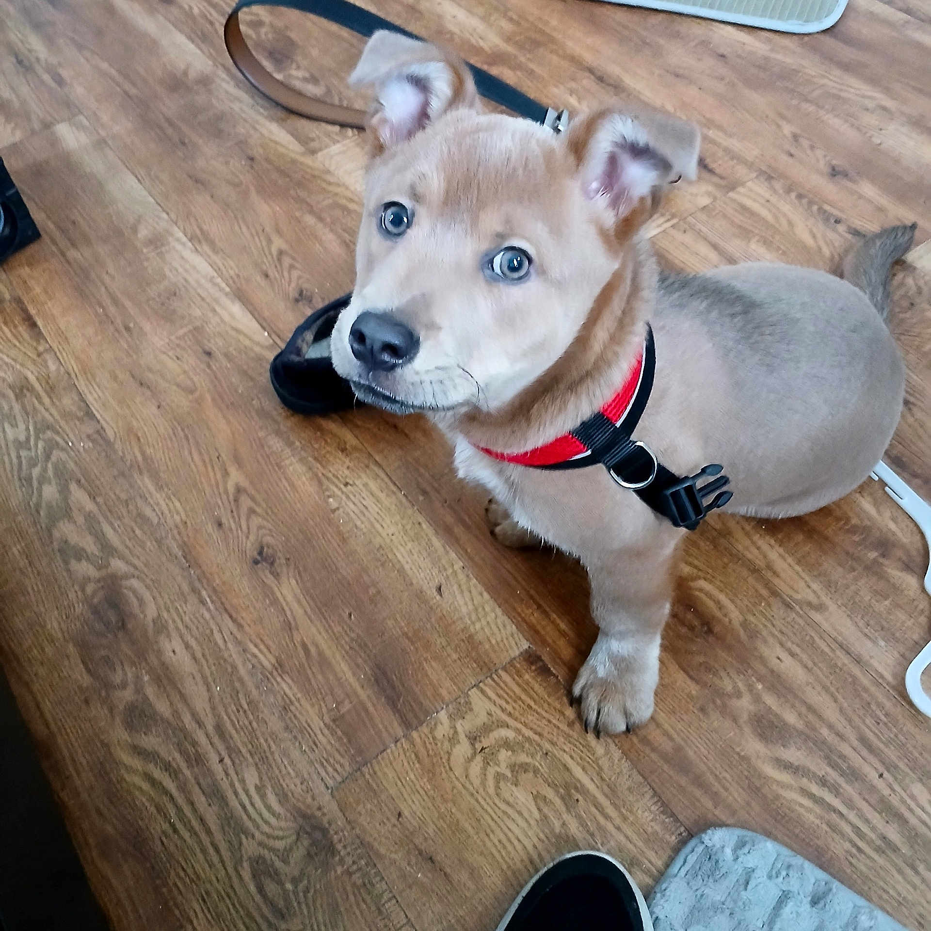 Brewster is registered to the contest to win money with this photo: puppy, dog, pet, floor, wooden_floor, harness, indoor, animal, cute, young_dog, brown_dog, looking_up, ears, nose, tail, flooring, household, domestic_animal, fur, companion