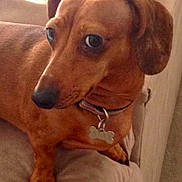 Allibug joined the competition — help win amazing prizes! animal, brown, canine, collar, companion, couch, cute, dachshund, dog, domestic, ears, fur, indoor, looking, paw, pet, portrait, resting, snout, tag