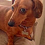 animal, brown, canine, collar, companion, couch, cute, dachshund, dog, domestic, ears, fur, indoor, looking, paw, pet, portrait, resting, snout, tag