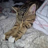 Berlioz a rejoint le concours — aidez-le/la à gagner de superbes lots ! cat, tabby, sleeping, sleepy, pet, animal, feline, whiskers, ears, paws, white_paws, striped_fur, brown_fur, closed_eyes, relaxed, cozy, blanket, bed, indoor, portrait