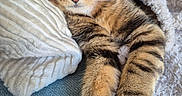 Berlioz participe au concours pour gagner de l'argent avec cette photo : cat, tabby, pet, animal, sleepy, relaxed, lounging, portrait, close_up, striped_fur, green_eyes, whiskers, ears, paws, blanket, pillow, couch, cozy, indoor, soft_lighting