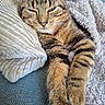 cat, tabby, pet, animal, sleepy, relaxed, lounging, portrait, close_up, striped_fur, green_eyes, whiskers, ears, paws, blanket, pillow, couch, cozy, indoor, soft_lighting