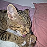 Berlioz a rejoint le concours — aidez-le/la à gagner de superbes lots ! cat, tabby_cat, pet, feline, grooming, licking, paw, sleeping, resting, curled_up, fur, striped_fur, whiskers, ears, close_up, bed, bedding, pillow, cozy, indoors