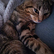 Berlioz participe au concours pour gagner de l'argent avec cette photo : cat, tabby, feline, pet, animal, sleepy, relaxed, close_up, portrait, whiskers, eyes, ears, fur, striped_fur, paws, couch, blanket, indoor, cozy, resting
