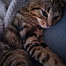 cat, tabby, feline, pet, animal, sleepy, relaxed, close_up, portrait, whiskers, eyes, ears, fur, striped_fur, paws, couch, blanket, indoor, cozy, resting
