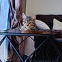 Gaïa participe au concours pour gagner de l'argent avec cette photo : cat, tabby_cat, table, wooden_table, metal_legs, curtains, cushions, indoor, cozy, relaxed, furniture, pet, animal, living_room, floor, window, decor, resting, domestic_cat, home