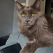 Ailley a rejoint le concours — aidez-le/la à gagner de superbes lots ! animal, armrest, cat, chair, close_up, domestic_cat, feline, fluffy_fur, fur, gray_cat, home, indoor, looking, paw, pet, portrait, relaxed, resting, whiskers, yellow_eyes