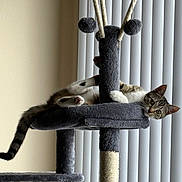 Mazzie joined the competition — help win amazing prizes! cat, tabby, cat_tree, pet, indoor, relaxed, feline, vertical_blinds, window, paws, fur, whiskers, claws, animal, resting, curious, gray, soft, home, cozy