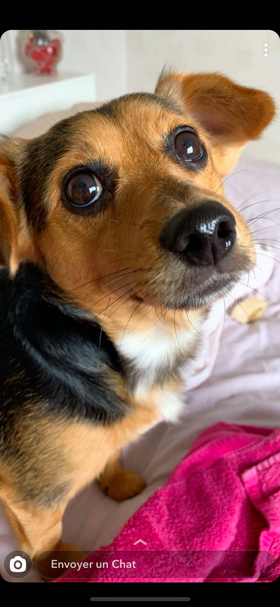 Oasis a rejoint le concours — aidez-le/la à gagner de superbes lots ! canidae, carnivore, companion_dog, corgi_chihuahua, dog, dog_breed, ear, eye, fawn, fur, mammal, nose, puppy, puppy_love, rare_breed_dog, skin, snout, vertebrate, whiskers