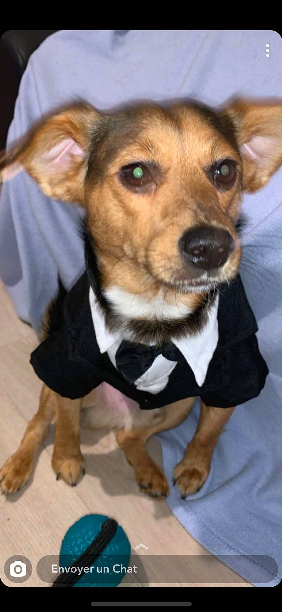 Oasis participe au concours pour gagner de l'argent avec cette photo : canidae, carnivore, companion_dog, corgi_chihuahua, dog, dog_breed, dog_clothes, fawn, mammal, paw, puppy, rare_breed_dog, snout, whiskers