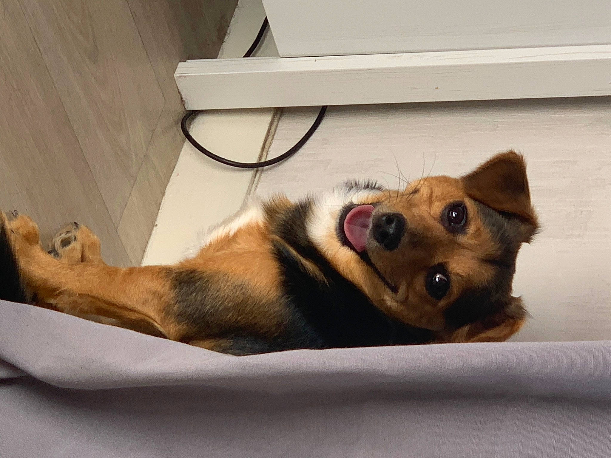 Oasis a rejoint le concours — aidez-le/la à gagner de superbes lots ! canidae, carnivore, companion_dog, dog, dog_breed, fawn, mammal, paw, puppy_love, snout, sporting_group