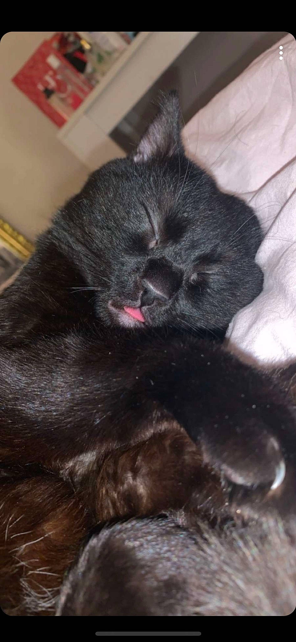 Robin a rejoint le concours — aidez-le/la à gagner de superbes lots ! black_cat, british_shorthair, canidae, carnivore, cat, dog_breed, felidae, korat, mammal, puppy, russian_blue, small_to_medium_sized_cats, snout, sporting_group, vertebrate, whiskers