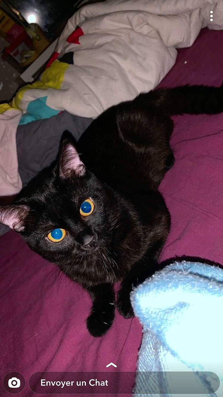 Robin participe au concours pour gagner de l'argent avec cette photo : asian, black, black_cat, bombay, british_shorthair, carnivore, cat, domestic_short_haired_cat, felidae, fur, german_rex, kitten, korat, mammal, small_to_medium_sized_cats, tail, vertebrate, whiskers