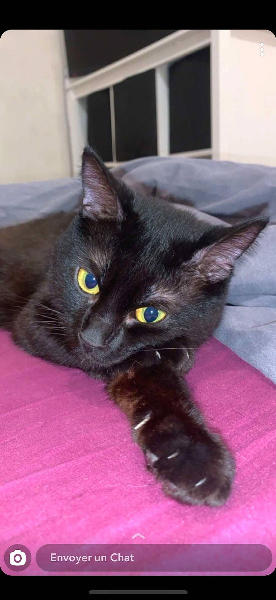 Robin a rejoint le concours — aidez-le/la à gagner de superbes lots ! asian, black_cat, bombay, burmese, carnivore, cat, domestic_short_haired_cat, eye, felidae, german_rex, havana_brown, kitten, korat, mammal, nebelung, polydactyl_cat, russian_blue, small_to_medium_sized_cats, vertebrate, whiskers