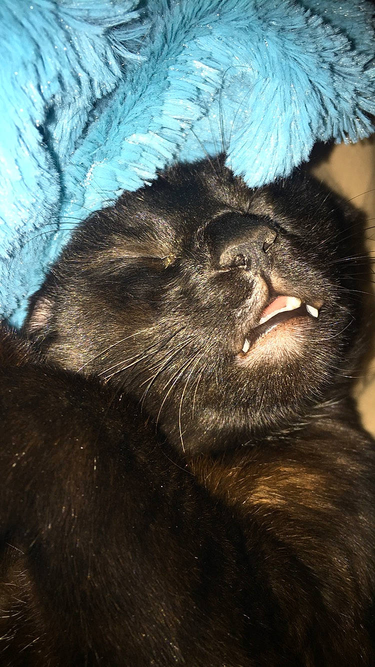 Robin a rejoint le concours — aidez-le/la à gagner de superbes lots ! carnivore, fur, organism, snout, whiskers, wildlife