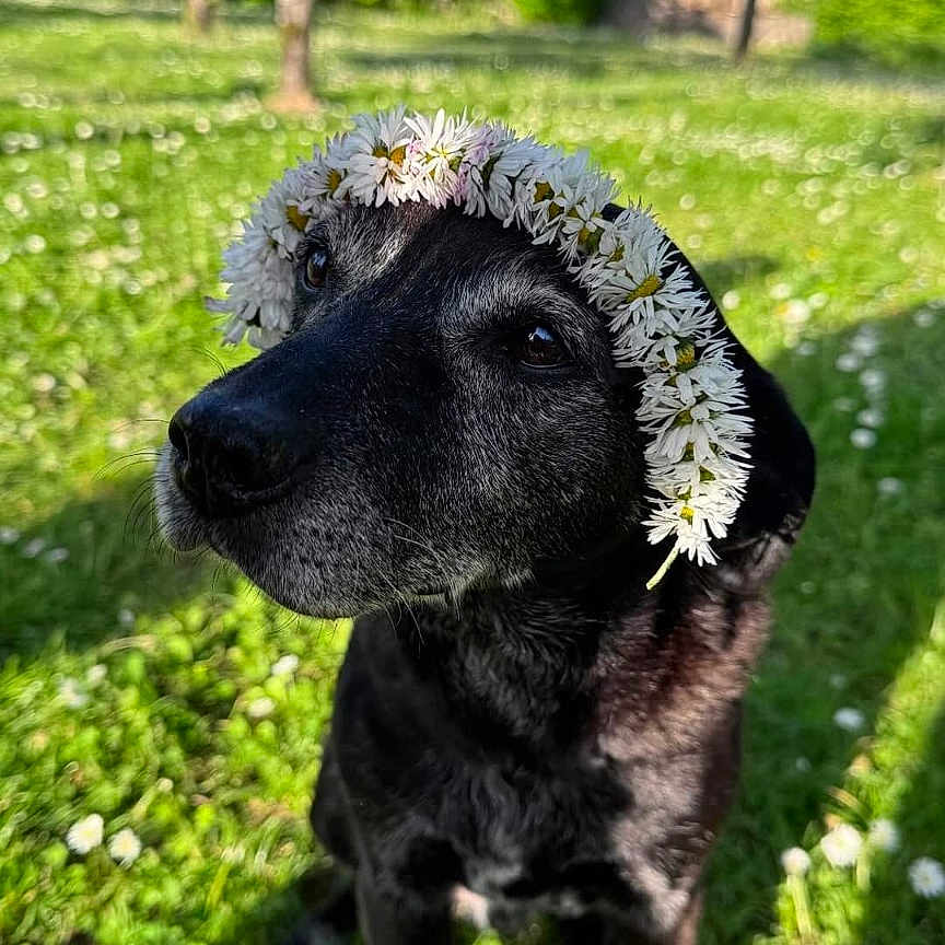 Simba a rejoint le concours — aidez-le/la à gagner de superbes lots ! animal, backyard, canine, dog, face, flower, flowerarrangement, grass, head, hound, nature, outdoors, person, pet, petal, photography, plant, tree, vegetation, yard