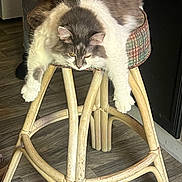 Cloud joined the competition — help win amazing prizes! animal, brown, cat, comfortable, cozy, domestic, floor, fluffy, furniture, indoor, mammal, paws, pet, plush, relaxed, resting, sprawled, stool, white, wooden