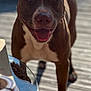 animal, brown_dog, canine, closeup, daylight, deck, dog, domestic_animal, ears, friendly, happy, nose, outdoor, pet, portrait, smiling, standing, sunlight, tongue_out, white_markings