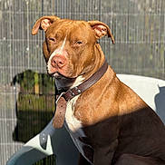 Uslo a rejoint le concours — aidez-le/la à gagner de superbes lots ! animal, brown_dog, canine, closeup, daylight, dog, domestic_animal, ears, fence, fence_background, leather_collar, looking_away, outdoor, pet, plastic_chair, portrait, shadow, sitting, sunlight, sunny