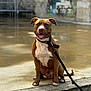 animal, background_blur, brown, canine, collar, concrete, dog, ears_up, friendly, graffiti, happy, leash, outdoor, pavement, pet, pitbull, sitting, tongue_out, urban, white