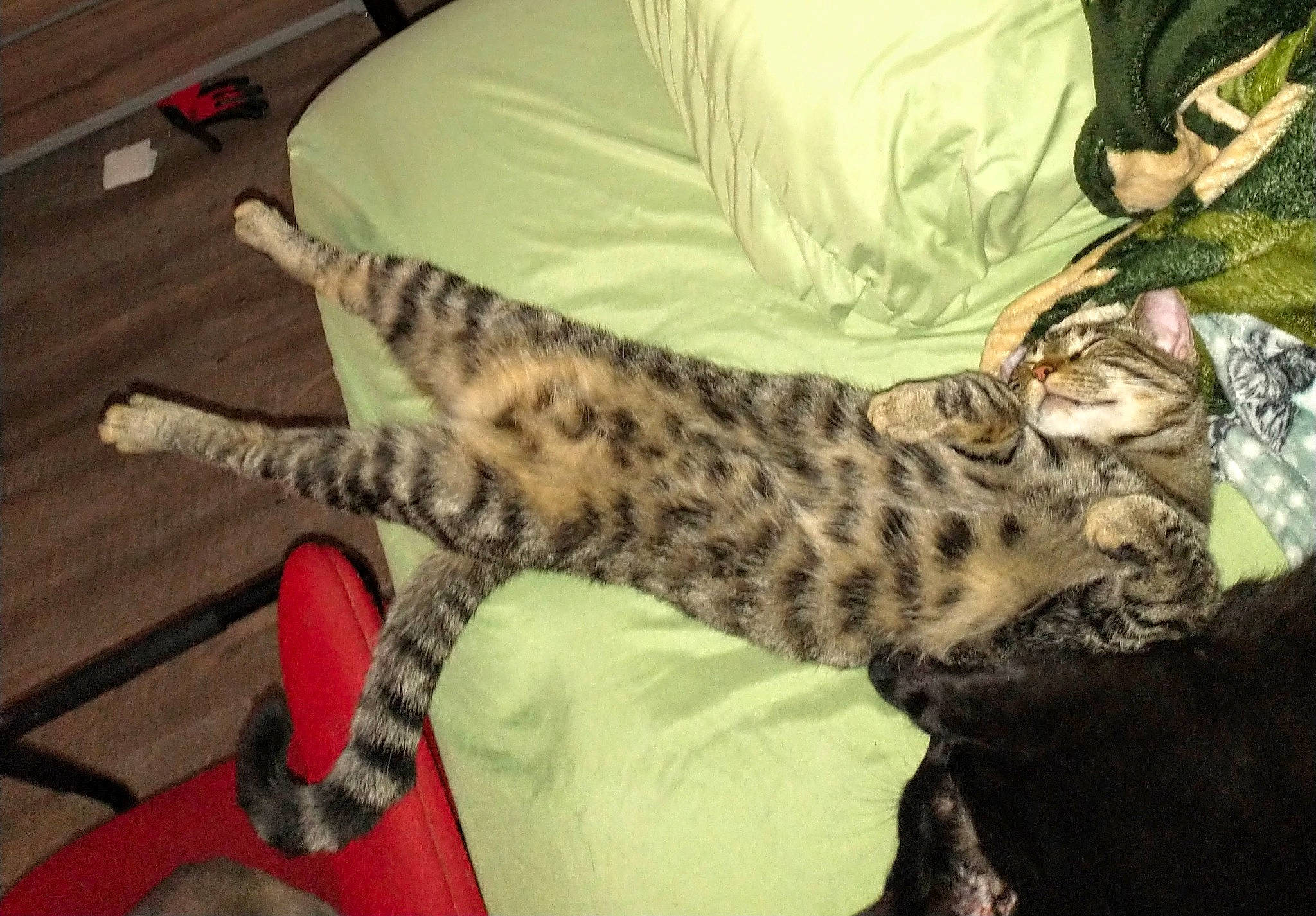 Lil Buddy joined the competition — help win amazing prizes! bed, big_cats, carnivore, cat, claw, comfort, domestic_short_haired_cat, felidae, fur, leopard, nap, paw, sleep, small_to_medium_sized_cats, snout, tail, terrestrial_animal, whiskers, wildlife