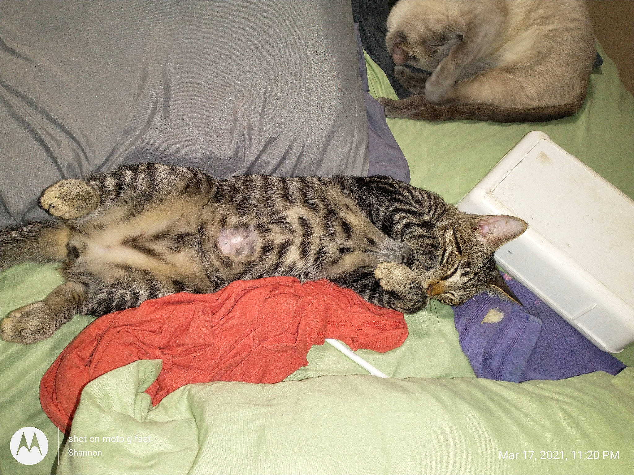 Lil Buddy is registered to the contest to win money with this photo: bed, carnivore, cat, claw, comfort, domestic_short_haired_cat, felidae, fur, linens, mammal, nap, paw, small_to_medium_sized_cats, tail, terrestrial_animal, vertebrate, whiskers, wildlife