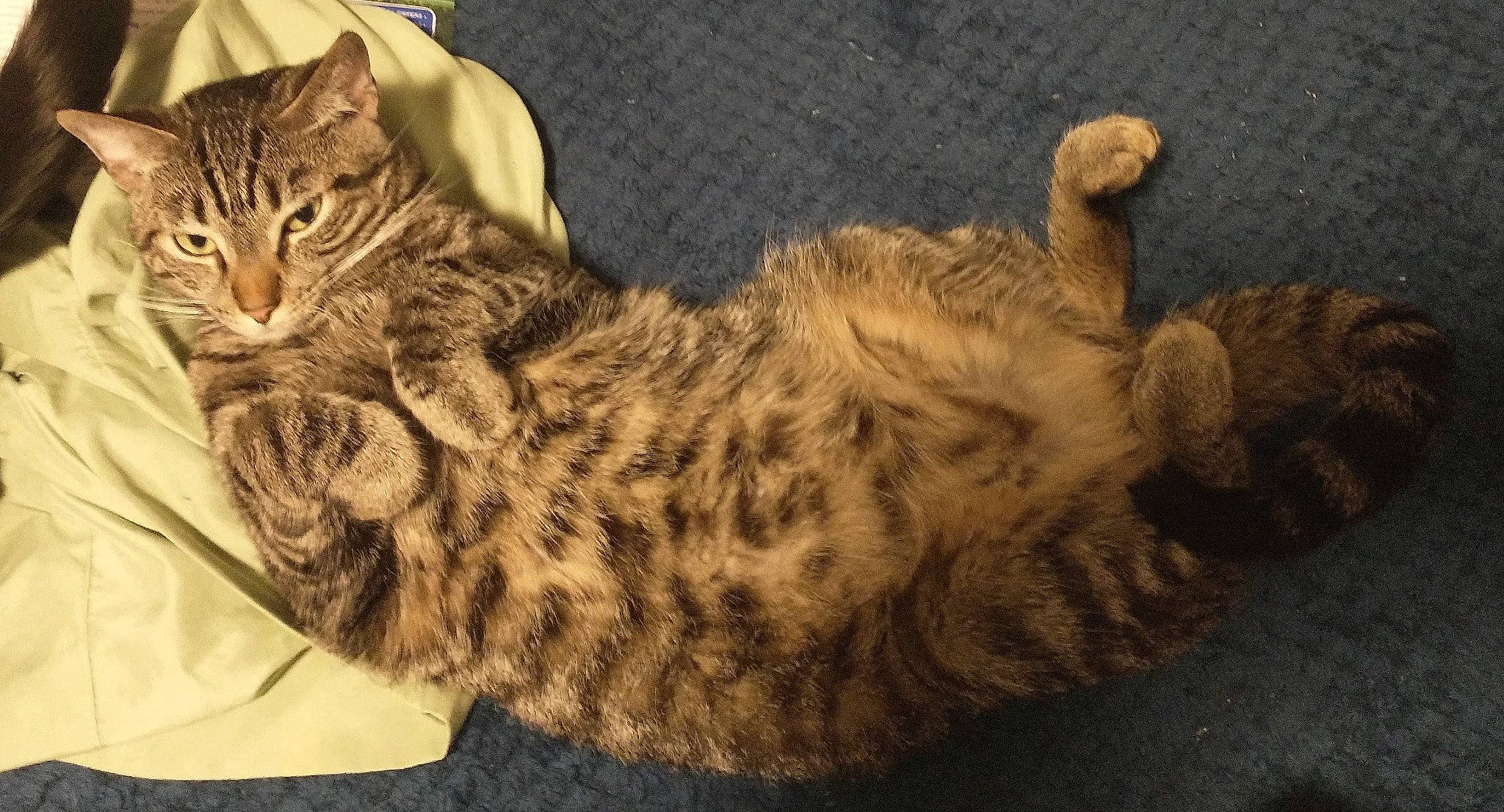 Lil Buddy is registered to the contest to win money with this photo: carnivore, cat, cat_bed, claw, domestic_short_haired_cat, felidae, fur, military_camouflage, pattern, paw, small_to_medium_sized_cats, snout, tail, terrestrial_animal, whiskers, wildlife